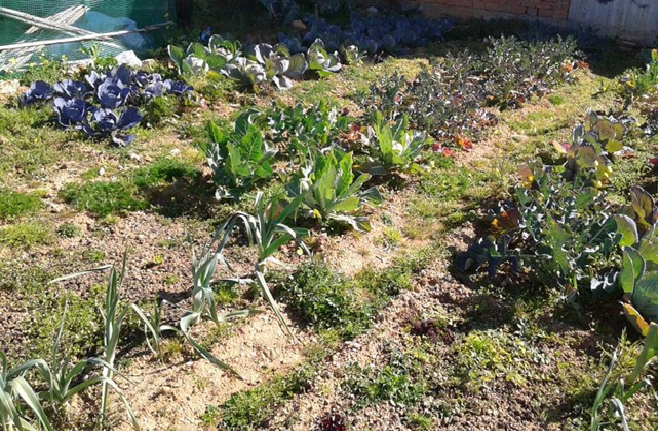 Επαναξιολόγηση αιτήσεων για τον Δημοτικό Λαχανόκηπο