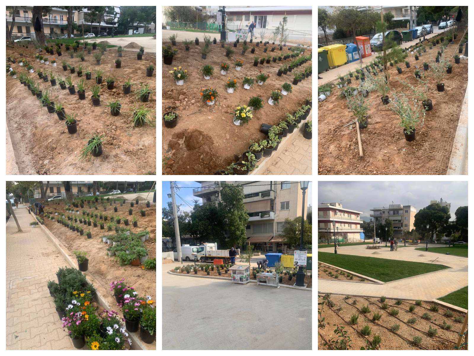 Συνεχίζεται η φύτευση στην Κεντρική Πλατεία Πεύκης – Ομορφαίνουμε την πόλη μας! 