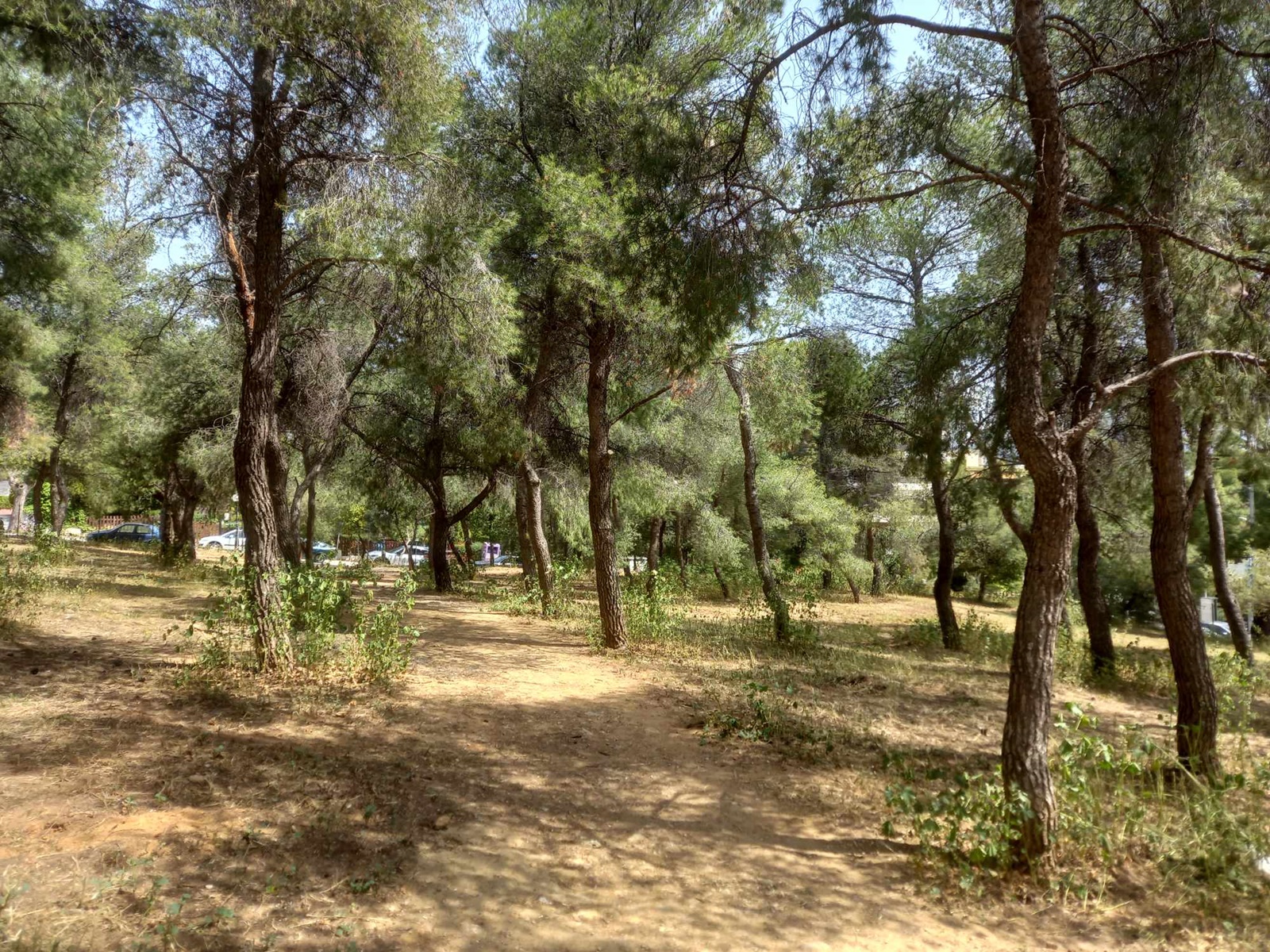 Κυριακή 21 Απριλίου – Συνεχίζουμε τον καθαρισμό των Δασών του Δήμου μας!