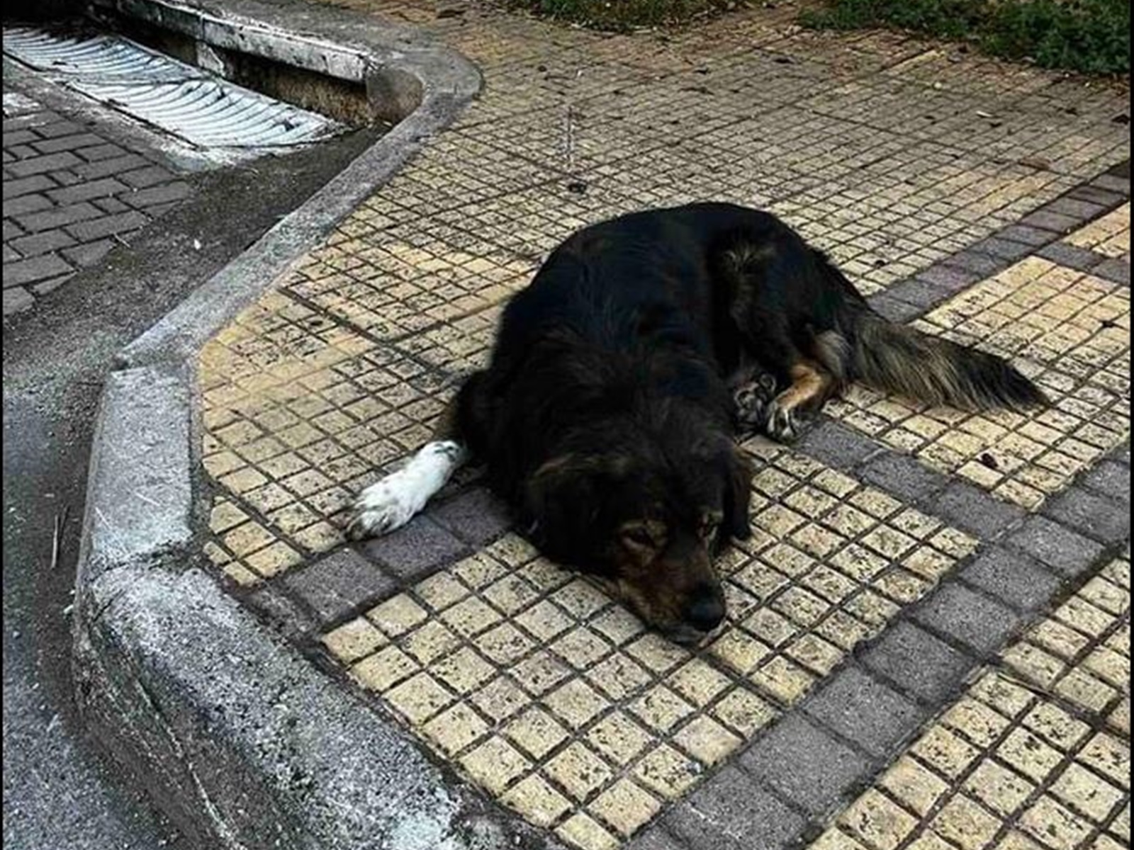 Ο Δήμος Λυκόβρυσης – Πεύκης ζητά εθελοντές για την προστασία των αδέσποτων