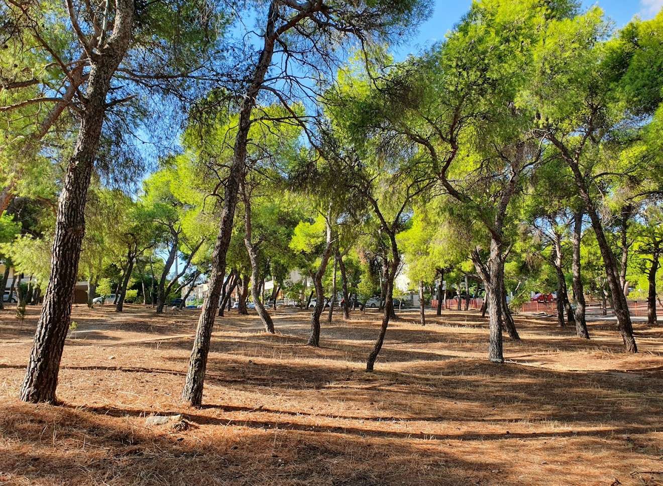 Με πρωτοβουλία και συντονισμό του Δήμου Λυκόβρυσης – Πεύκης άρχισαν εθελοντές περιπολίες στα δάση της πόλης 